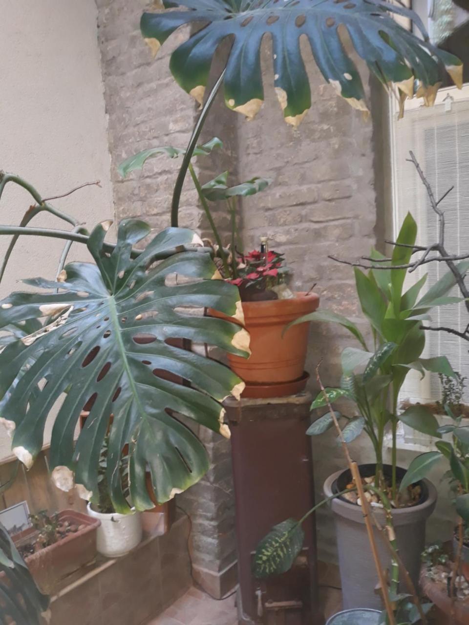בודפשט Connection Guesthouse מראה חיצוני תמונה